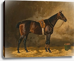 Постер Волкерс Эмиль Гнедая лошадь в конюшне
