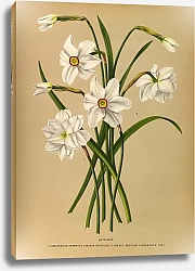 Постер Арендсен Арентина Нарцисс 4