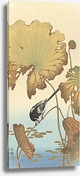 Постер Косон Охара Japanese wagtail on lotus plant