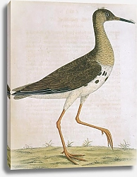 Постер Ruff (female)