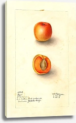 Постер Пассмор Дебора Prunus mume: Королевский