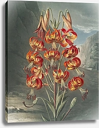 Постер Торнтон Роберт Великолепная лилия