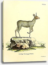 Постер Антилопа-прыгун