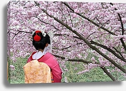 Постер Гейша и цветущее дерево сакуры