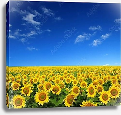 Постер Поле с подсолнухами с солнечным небом