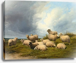 Постер Купер Томас Сидни Овцы На Пастбище