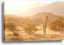Постер Силуэты жирафов и зебр в саванне