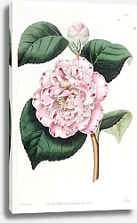 Постер Эдвардс Сиденем Gray’s Invincible Camellia