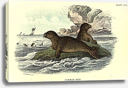 Постер BRITISH MAMMAL 1896 COMMON SEAL