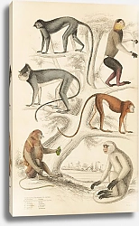 Постер Макгилливрей Уильям Proboscis Apes, Solemn Apes