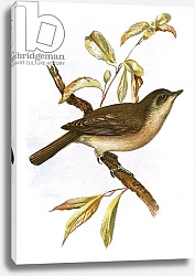 Постер Школа: Английская 20в. Garden Warbler 3