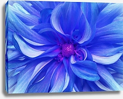 Постер Ярко-синий цветок хризантемы крупным планом