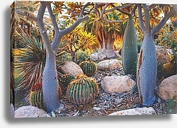 Постер Пачиподиевый сад в Антананариве, Мадагаскар