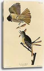 Постер Great Crested Flycatcher