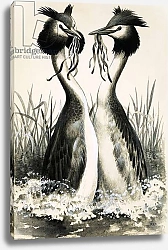 Постер Дэвис Р. (жив, дет) The Great Crested Grebe