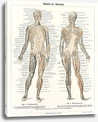 Постер Античная литография системы мускулатуры человека из энциклопедии, Meyers Konversations Lexikon (1894)