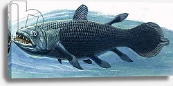 Постер Дэвис Р. (жив, дет) Coelacanth