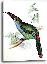 Постер Blood-rumped Groove-bill Aracari