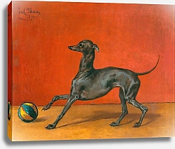 Постер Блаас Юлиус Борзая или итальянская борзая с мячом