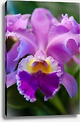 Постер Орхидея розовая. Макро