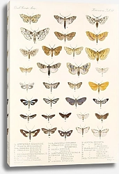 Постер Годман Фредерик Insecta Lepidoptera-Heterocera Pl 061
