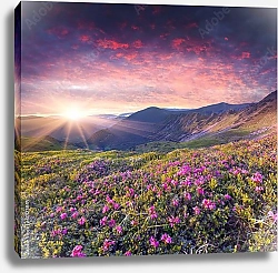 Постер Карпаты. Magic pink rhododendron flowers in the mountains