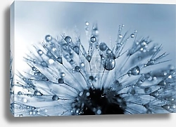 Постер Капли на одуванчике 2