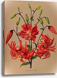 Постер Арендсен Арентина Тигровая Лилия В Полном Цвету.