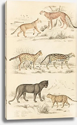 Постер Макгилливрей Уильям Cats