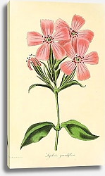 Постер Lychnis grandiflora