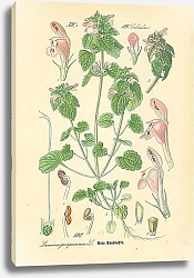 Постер Labiatae, Lamium purpureum