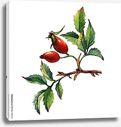 Постер Веточка собачьей ягоды с 2 ягодами
