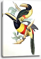 Постер Cayenne Aracari