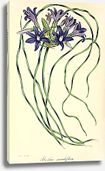 Постер Brodlaea Grandiflora