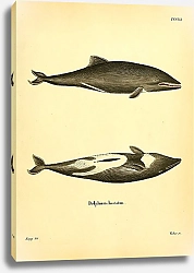 Постер Дельфин Delphinus Hastatus
