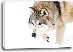 Постер Крадущийся волк