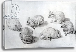 Постер Стаббс Джордж Studies of a Lemur, 1773