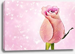 Постер Бутон розовой розы