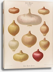 Постер Бенари Эрнст Лук