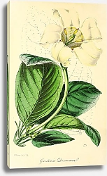 Постер Gardenia Devoniana 1