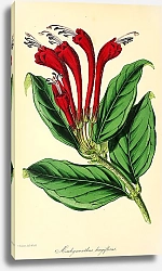 Постер Aeschynanthus Longiflorus