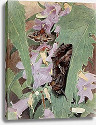 Постер Робер Поль-Андре Самая Высокая Гамма