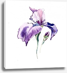 Постер Цветок ириса. Акварель