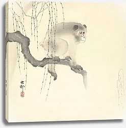 Постер Косон Охара Monkey on tree branch