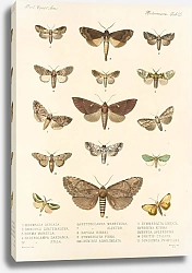 Постер Годман Фредерик Insecta Lepidoptera-Heterocera Pl 025