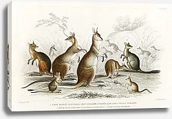 Постер Виды кенгуру