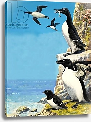 Постер Дэвис Р. (жив, дет) Auks