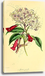 Постер Adamia versicolor, Gesnera Gardneri