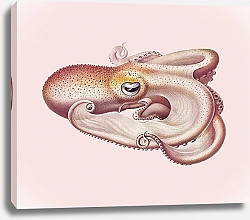 Постер Винтажная цветная иллюстрация осьминога Велодона