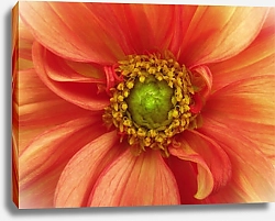 Постер Красный цветок георгина, макро